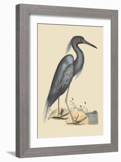 Blue Heron-Mark Catesby-Framed Art Print