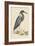 Blue Heron-Mark Catesby-Framed Art Print