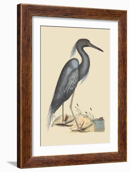 Blue Heron-Mark Catesby-Framed Art Print