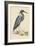 Blue Heron-Mark Catesby-Framed Art Print