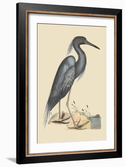 Blue Heron-Mark Catesby-Framed Art Print