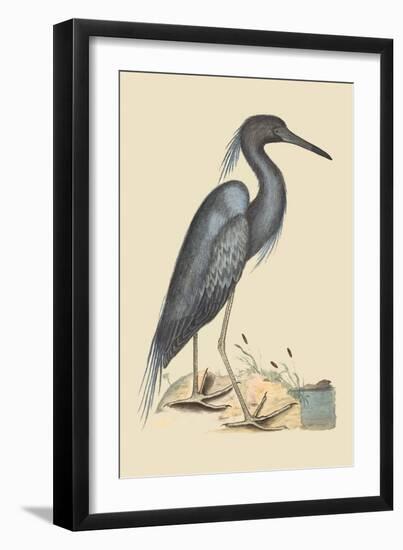 Blue Heron-Mark Catesby-Framed Art Print