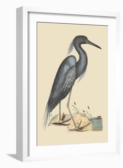 Blue Heron-Mark Catesby-Framed Art Print