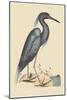 Blue Heron-Mark Catesby-Mounted Art Print