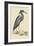 Blue Heron-Mark Catesby-Framed Art Print