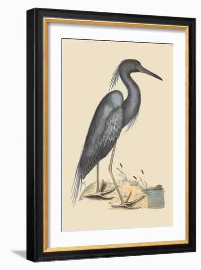 Blue Heron-Mark Catesby-Framed Art Print