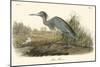 Blue Heron-John James Audubon-Mounted Art Print