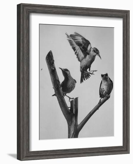 Blue Honey Creepers, Tropical Birds from India-Nat Farbman-Framed Photographic Print