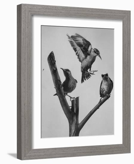 Blue Honey Creepers, Tropical Birds from India-Nat Farbman-Framed Photographic Print