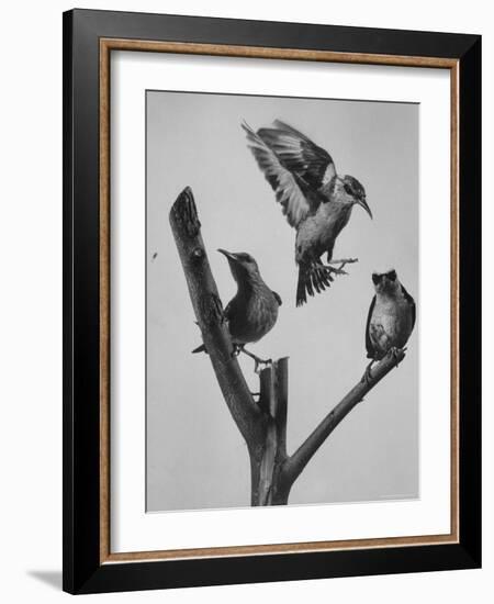 Blue Honey Creepers, Tropical Birds from India-Nat Farbman-Framed Photographic Print