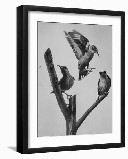 Blue Honey Creepers, Tropical Birds from India-Nat Farbman-Framed Photographic Print