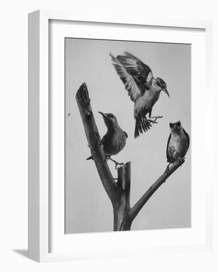 Blue Honey Creepers, Tropical Birds from India-Nat Farbman-Framed Photographic Print