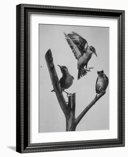 Blue Honey Creepers, Tropical Birds from India-Nat Farbman-Framed Photographic Print