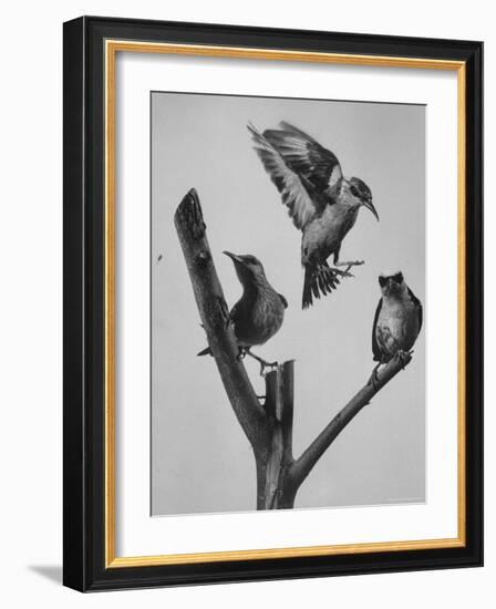 Blue Honey Creepers, Tropical Birds from India-Nat Farbman-Framed Photographic Print