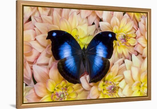 Blue Hookwing Butterfly, Napeocles jucunda on Dahlias-Darrell Gulin-Framed Premier Image Canvas