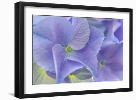 Blue Hortensia-Cora Niele-Framed Photographic Print