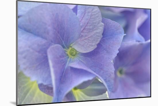 Blue Hortensia-Cora Niele-Mounted Photographic Print