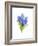 Blue Hyacinth, 2014-John Keeling-Framed Giclee Print