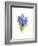 Blue Hyacinth, 2014-John Keeling-Framed Giclee Print