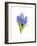 Blue Hyacinth, 2014-John Keeling-Framed Giclee Print