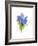 Blue Hyacinth, 2014-John Keeling-Framed Giclee Print