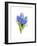 Blue Hyacinth, 2014-John Keeling-Framed Giclee Print