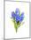 Blue Hyacinth, 2014-John Keeling-Mounted Giclee Print