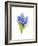 Blue Hyacinth, 2014-John Keeling-Framed Giclee Print