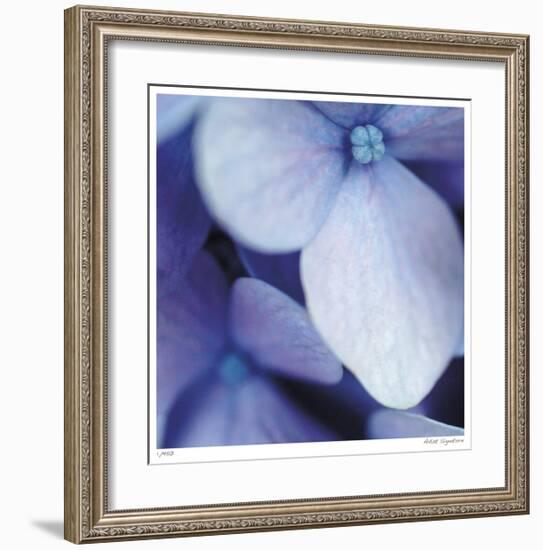 Blue Hydrangea 1-Stacy Bass-Framed Giclee Print