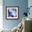 Blue Hydrangea 1-Stacy Bass-Framed Giclee Print displayed on a wall