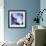 Blue Hydrangea 1-Stacy Bass-Framed Giclee Print displayed on a wall