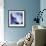 Blue Hydrangea 1-Stacy Bass-Framed Giclee Print displayed on a wall