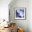 Blue Hydrangea 1-Stacy Bass-Framed Giclee Print displayed on a wall