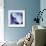 Blue Hydrangea 1-Stacy Bass-Framed Giclee Print displayed on a wall