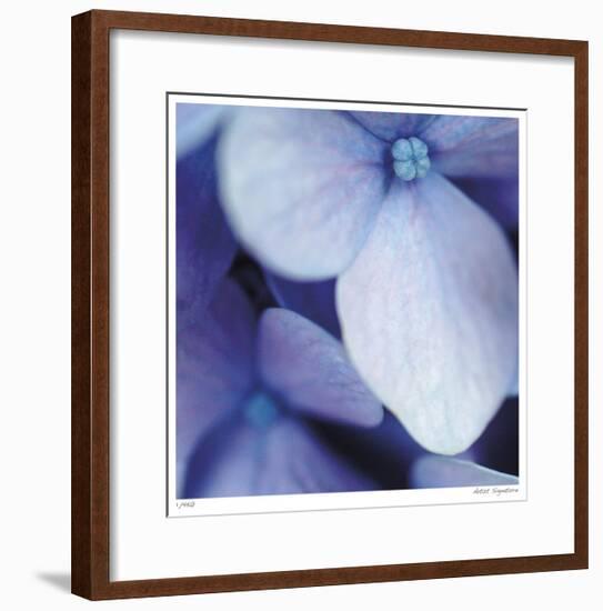 Blue Hydrangea 1-Stacy Bass-Framed Giclee Print