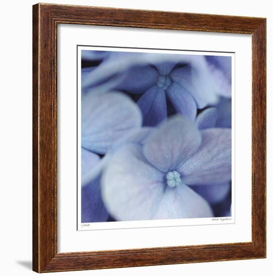 Blue Hydrangea 2-Stacy Bass-Framed Giclee Print