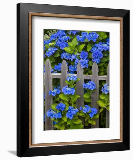 Blue hydrangea along fence garden. Cannon Beach, Oregon-Sylvia Gulin-Framed Photographic Print