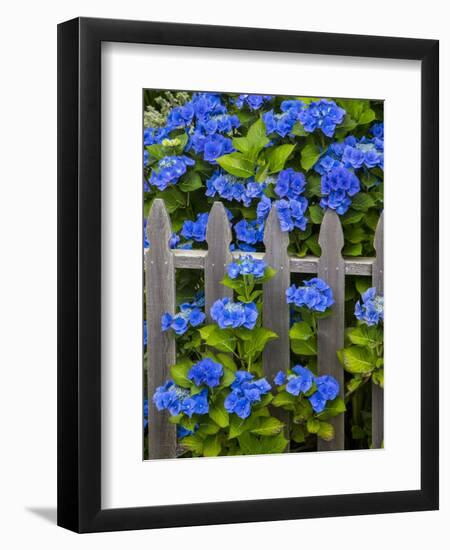 Blue hydrangea along fence garden. Cannon Beach, Oregon-Sylvia Gulin-Framed Photographic Print