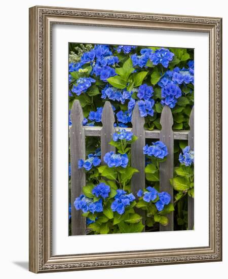 Blue hydrangea along fence garden. Cannon Beach, Oregon-Sylvia Gulin-Framed Photographic Print