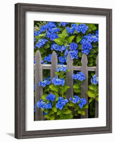 Blue hydrangea along fence garden. Cannon Beach, Oregon-Sylvia Gulin-Framed Photographic Print