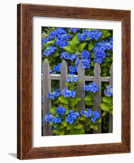 Blue hydrangea along fence garden. Cannon Beach, Oregon-Sylvia Gulin-Framed Photographic Print