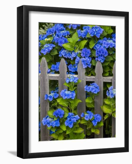 Blue hydrangea along fence garden. Cannon Beach, Oregon-Sylvia Gulin-Framed Photographic Print