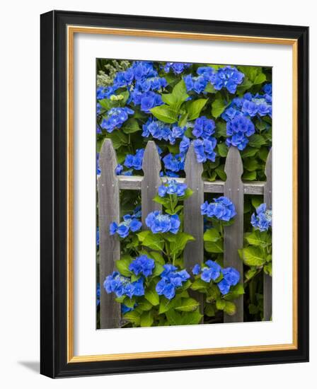 Blue hydrangea along fence garden. Cannon Beach, Oregon-Sylvia Gulin-Framed Photographic Print