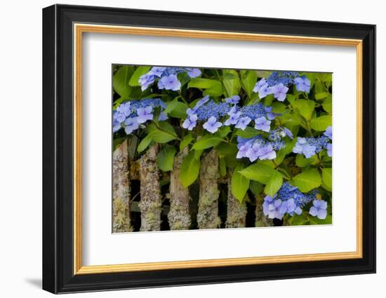 Blue hydrangea along fence gardens of Cannon Beach, Oregon-Sylvia Gulin-Framed Photographic Print