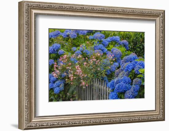 Blue hydrangea and Rose bush along fence gardens of Cannon Beach, Oregon-Sylvia Gulin-Framed Photographic Print