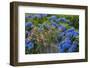 Blue hydrangea and Rose bush along fence gardens of Cannon Beach, Oregon-Sylvia Gulin-Framed Photographic Print