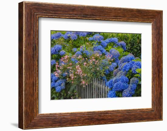 Blue hydrangea and Rose bush along fence gardens of Cannon Beach, Oregon-Sylvia Gulin-Framed Photographic Print