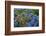 Blue hydrangea and Rose bush along fence gardens of Cannon Beach, Oregon-Sylvia Gulin-Framed Photographic Print