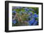 Blue hydrangea and Rose bush along fence gardens of Cannon Beach, Oregon-Sylvia Gulin-Framed Photographic Print