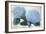 Blue Hydrangea II-Tim O'toole-Framed Giclee Print